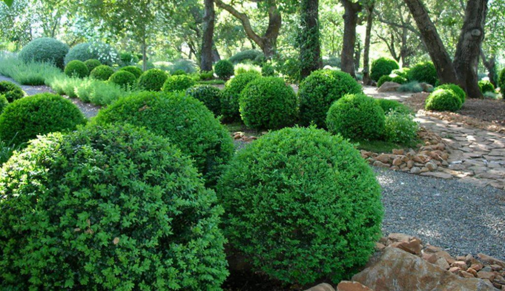 Buxus Microphylla (Green Beauty)